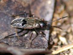 Dirt-colored Seed Bug